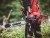 Shindaiwa 431sx/35r95d Pilarka Spalinowa 3,1km 35cm