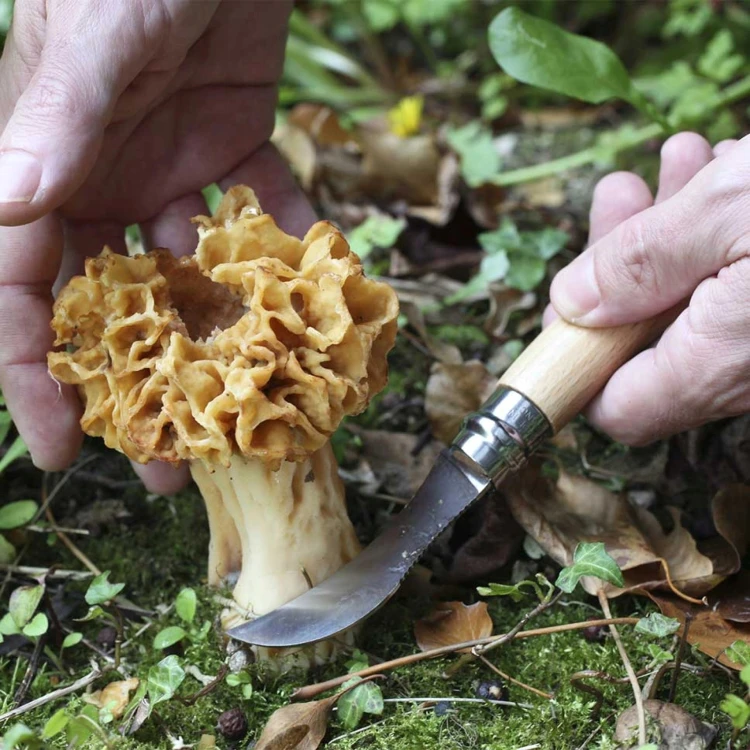 Opinel 08 Nóż Dla Grzybiarzy Składany Stal Inox Drewno Bukowe Szczotka