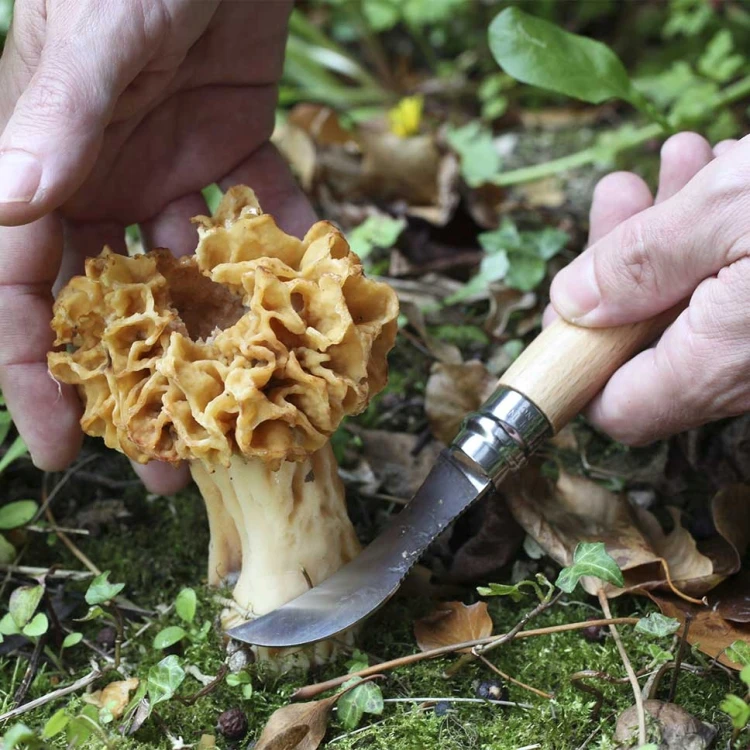 Opinel 001327 Nóż Do Grzybów No 08 Z Etui Pudełko Prezentowe Dąb