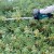Makita DUH507Z akumulatorowe nożyce do żywopłotu 18v 500 mm 2700 /min